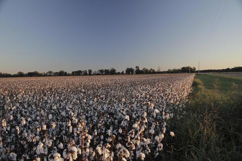 Cotton Field - brutal on the environment